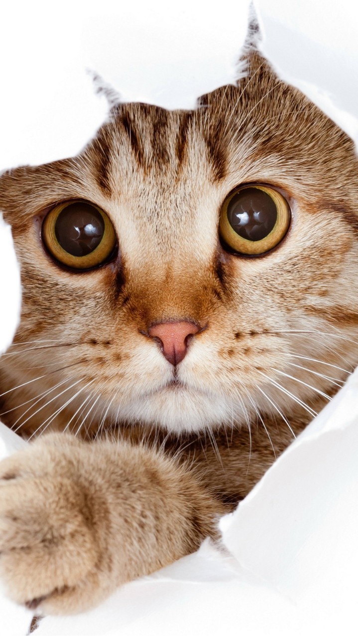 Busque aqui o que
seu <span>pet</span> precisa