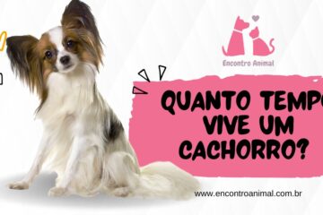 🐶 Quanto Tempo Vive um Cachorro? Descubra os Segredos da Longevidade Canina!