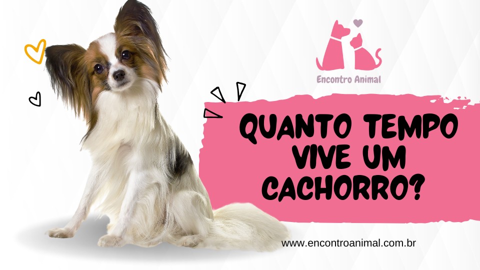 ð¶ Quanto Tempo Vive um Cachorro? Descubra os Segredos da Longevidade Canina!