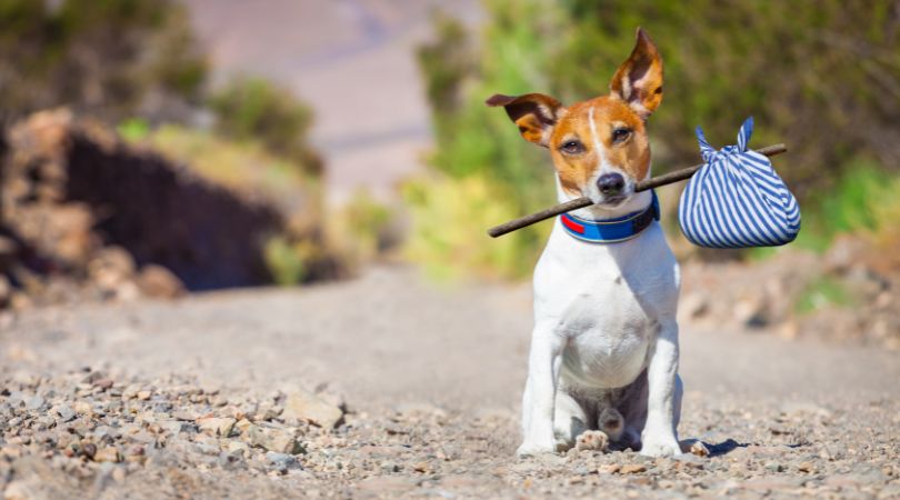 A importância da adoção de animais