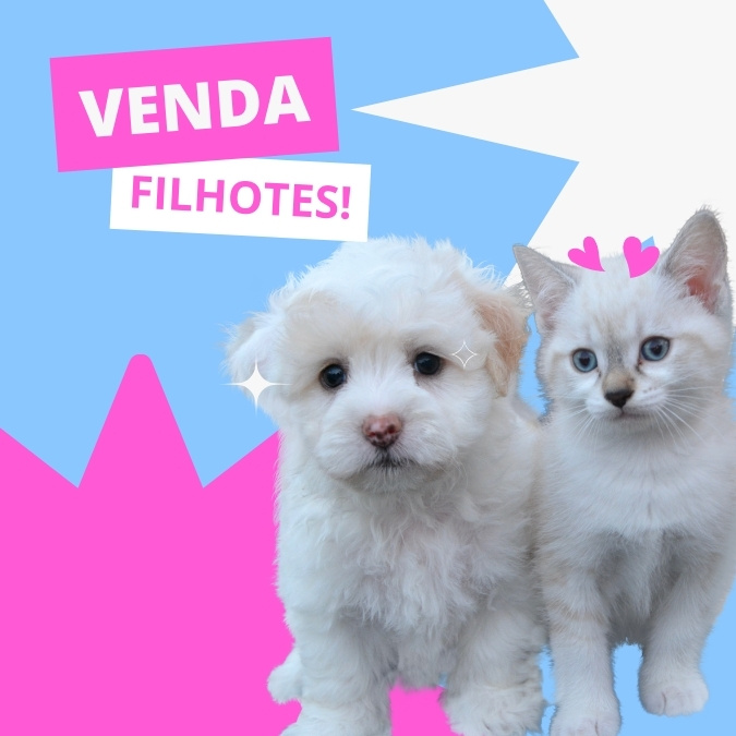 Filhotes a venda