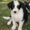 Filhote de border collie
