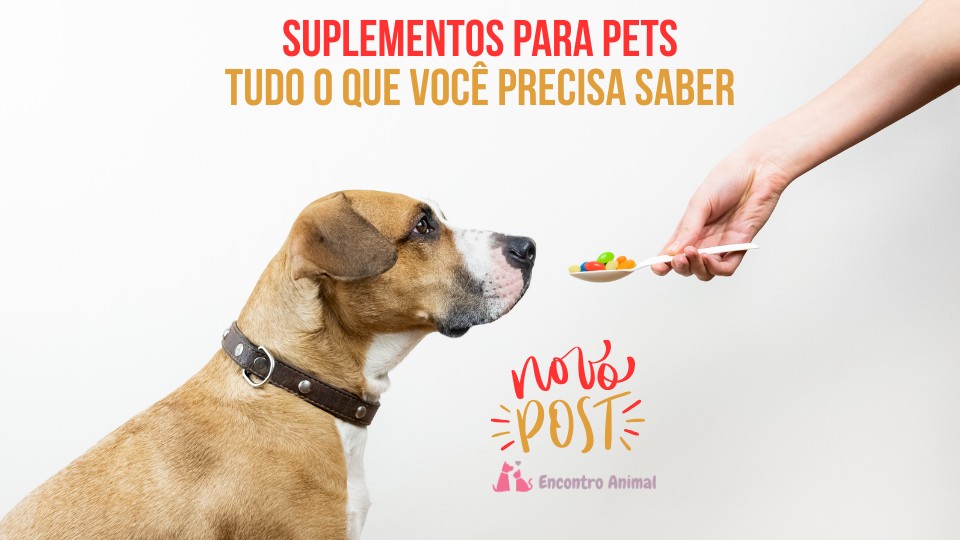 Suplementos para Pets – Tudo o que Você Precisa Saber